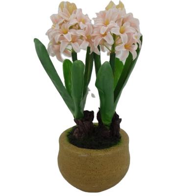 China High Quality Hydroponic Dutch Hyacinth Flower Bulbs Fabric in Concrete Pot Most Popular Hyacinthus Orientalis Plant Flower for sale