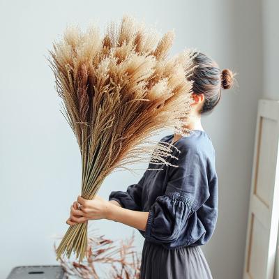 China Indoor Decoration 31inch Tall Pompous Grass Decor Natural Dried Fluffy Dried Flowers for sale