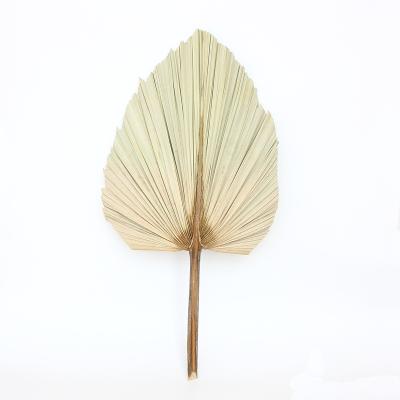 China 2021 hot sale indoor palm leaf decoration flower dry dry palmette for wedding decoration for sale