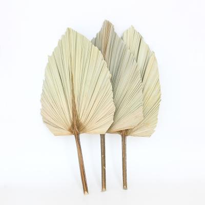 China 2021 Wholesale indoor palm tree decoration natural color dried palm leaves for room decoration for sale