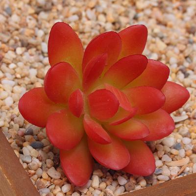 China 2021 Real Latex Artificial Succulent Plants Traditional Assorted Real Artificial Succulents For Decoration for sale