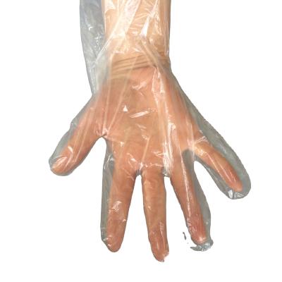 China Kitchen Use LDPE Food Grade Gloves Glove With High Quality 100pcs/Bag*100bags/Ctn Packing zu verkaufen