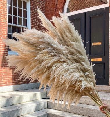 China Wholesale Beautiful Colorful Zante Wedding Arch Vase Filler Dried Natural Beige Large Bulrush Phragmites Fluffy Pampas Grass For Wedding Decoration for sale