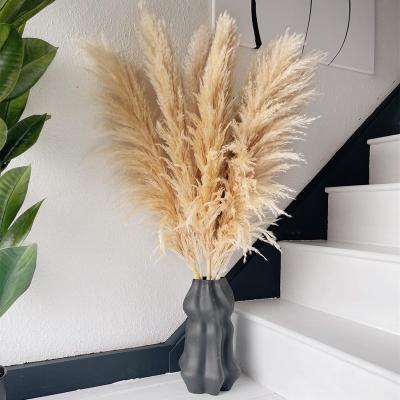 China Pampas grass wedding decoration 120 cm color natural beige floral dry fluffy large pompas XXL size natural dry wedding flower for sale