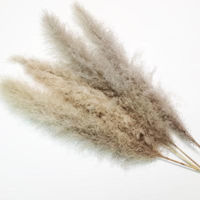 China Wholesale Natural Flower ZanTe Wedding Arch Dried Large Gray Pampas Grass Vase Filler Flower With 70cm Head And 50cm Stem for sale