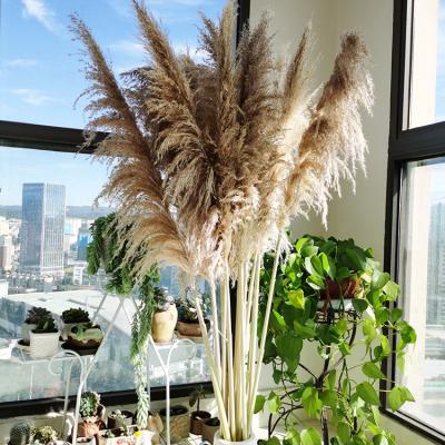 China Pampas ZanTe 2022 New 140cm Large Natural Pampas Grass Natural Dry Flower Hot Bohemian Style Decor 110 With 60cm Feather for sale