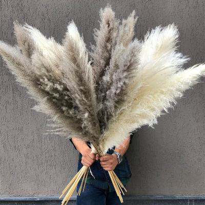 China Wedding Dried Tall Pampas Grass 48 Inches Tall Pampas Grass For Party Birthday Wedding Bouquet Decorations for sale