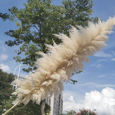 China All Event Decoration and Wedding Arch ZanTe Floral Arrangement Pampas Grass Natural Dry Pink White Brown Large Fluffy Home Wedding Wedding Home Office Vase Tall Decor Flower for sale