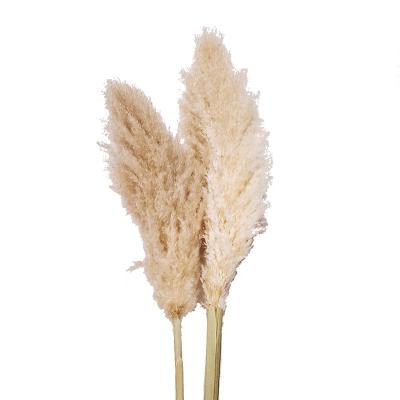 China Wedding Flowers Decorative Natural Dry Brown Pampas Grass Bouquet Decoration Rose Centerpiece All Event Decoration and Flower Arrangement Large Real Flowers and Plants for sale