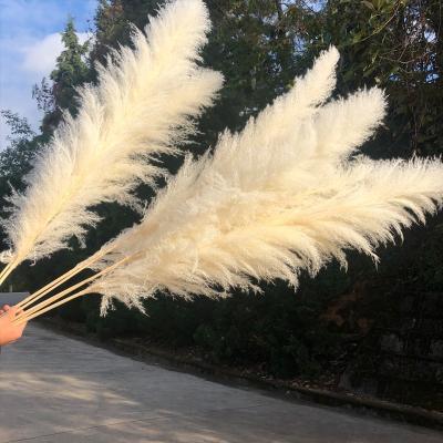 China ZanTe Beautiful Yunnan Flower Hot Selling Dry Pampas Grass Wedding Arch Factory Wholesale Colorful Large For Wedding Decoration for sale