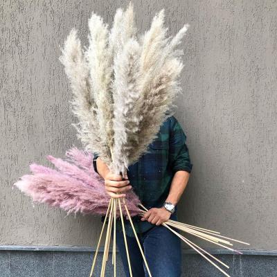 China Beautiful Preserved Colorful Pampas Grass ZANTE Wedding Arch Flowers Natural Pampas Grass The Real Large Dry Pampas For Flower Centerpiece Arrangements for sale