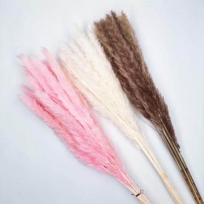 China Hot Sale Colorful Natural Dry Pampas Grass Decorative Wedding Long Time ZanTe Flower Pampas Grass Wholesale For Events Occasion for sale