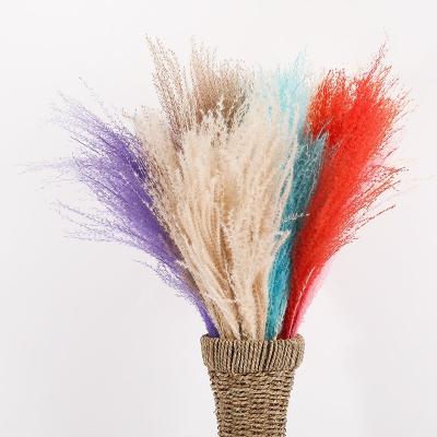 China Wholesale Beautiful Dried Flower Colorful Dried Small Pampas Grass Ponytail Beater For Wedding Decoration for sale