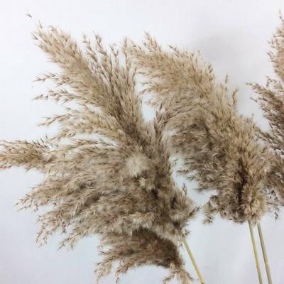 China Hot-Selling Events Decoration ZanTe Wedding Natural Flower Pampas Grass 5 Pcs Small Dried Feathers Pampas Grass For Wedding Decorations for sale