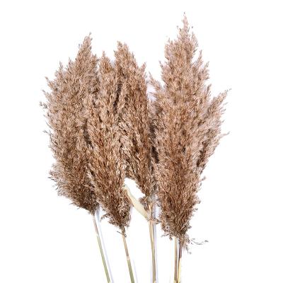 China Home/Shop Decorative Vase Arrangement Dried Reed Pampas Grass Flower Mini Wild Flower Event Party Stage Decoration Vase Filler Plant For Home Shop Wedding for sale