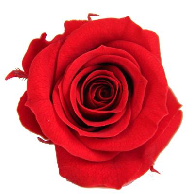 China For Wedding / All Festival Decoration ZanTe Preserved Flower Suppliers Grade 2-3 Eternal Permanent Roses CM Eternal Real Touch Rose Flowers Wholesale for sale