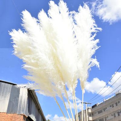 China Indoor Garden Home Decor Natural Amazonian Pampas Dry Flowers Grass Real Large Natural Fluffy Natural Dry Pampas Grass On Sale for sale