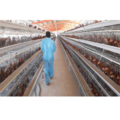 China China low cost steel frame chicken layer breeding farming house sheds for poultry farm for sale