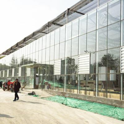 China Venlo Tempered Glass Panels Steel Frame Greenhouse Europe Automatic System for sale