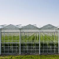 China Hydroponic Growing System Venlo Glass Greenhouse Galvanized Steel Frame for sale