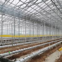 China Agriculture Multi Span Automatic Venlo Glass Greenhouse For Vegetables Growing for sale