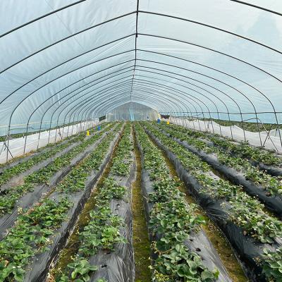 China Kommerzielles landwirtschaftliches hohes Tunnel-Plastikgewächshaus-einzelne Spanne für Tomate zu verkaufen