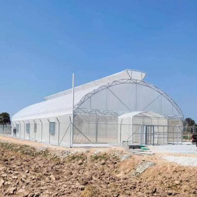 China Umbrella Galvanized Greenhouse Frames Single Span Tropical Tunnel Automatic Vent for sale