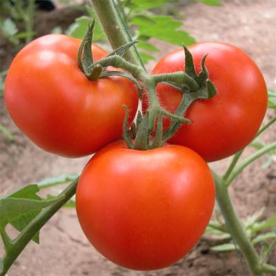 China Tomaten-Pflanzenwachstums-Tunnel-Plastikgewächshaus-Film-Bedeckung UV-BEHANDELT zu verkaufen