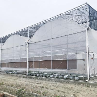 China Hydroponic Growing Systems Greenhouse Low Cost Greenhouse Agriculture Plastic Greenhouse zu verkaufen