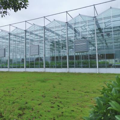 China Landwirtschafts-Blumen-Gewächshaus-Glas industrielles professionelles niederländisches Glasgewächshaus Multispan im Freien für das Blumen-Pflanzen zu verkaufen