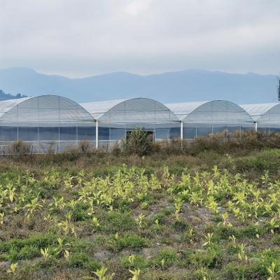 China Invernaderos hidropónicos del Multi-palmo del alto del túnel invernadero agrícola grande de la casa verde en venta