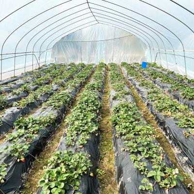 China Warm verkoop Poly Tunnel aardbeien kas Landbouw Single-span kas Voor het kweken van aardbeien Te koop