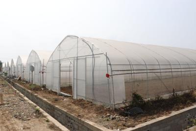 China Palmo de Polytunnel Sri Lanka Colombo Steel Frame Greenhouse Single en venta