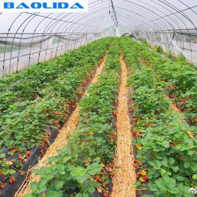 China Estructura simple crecida invernadero galvanizada de las fresas del marco de acero en venta