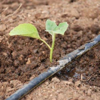 China Serre het Groeien Landbouwbedrijf 16mm van de Druppelbevloeiingspijp het Systeem van de Serreirrigatie Te koop