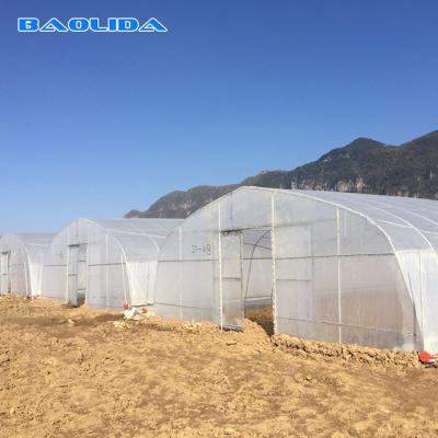 China 200 Micron PE Film Galvanized Tunnel Plastic Greenhouse For Growing for sale