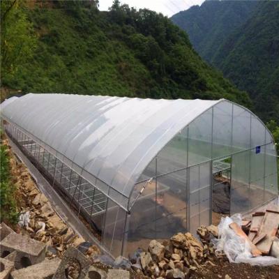 China UV Resistance Hot Dipped Steel Frame Single Span 10m Tunnel Plastic Greenhouse for sale