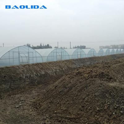 China Agricultural 8m Width PE Film Single-Span Tunnel Plastic Greenhouse For Vegetables Growing for sale