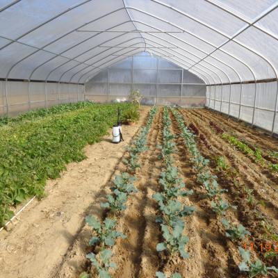 China BaoLiDa Covering Plastic Film Hot Galvanized Steel Greenhouse for sale