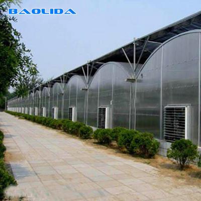 China Commercial Lemon Multi Span Greenhouse 6m 12m Single Layer Plastic Film Greenhouse for sale