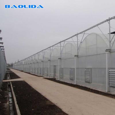 China Prefabricated Tunnel Plastic Film Multispan Greenhouse Plastic Film Greenhouse for sale