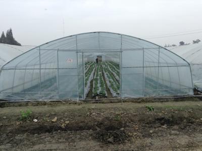 China Estufa plástica do filme de polietileno das estufas do túnel do único período para o cultivo dos vegetais à venda