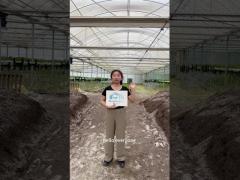 Multi-span Greenhouse for Strawberry