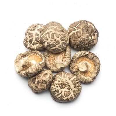 China Vielseitige getrocknete flache Shiitake-Pilze für die Küche zu verkaufen