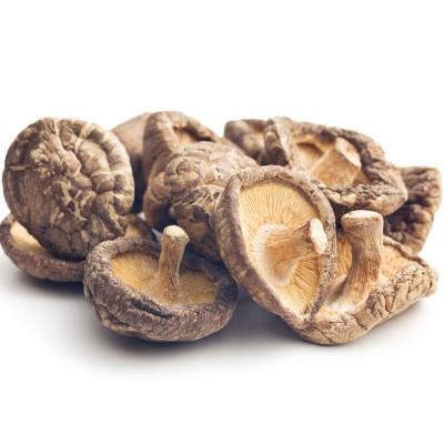 China Dried Mushroom Stems Shiitake Mushroom For Cooking And Health for sale