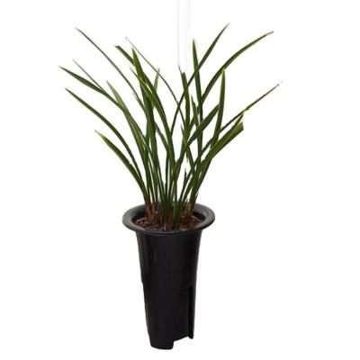 China High quality durable tall plastic flower pots wholesale pots for plants flower orchid flower pot for sale