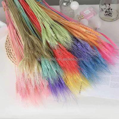 China High Quality Natural Wheat Dry Flowers Preserved Decorative Wheat Craft Flowers for sale