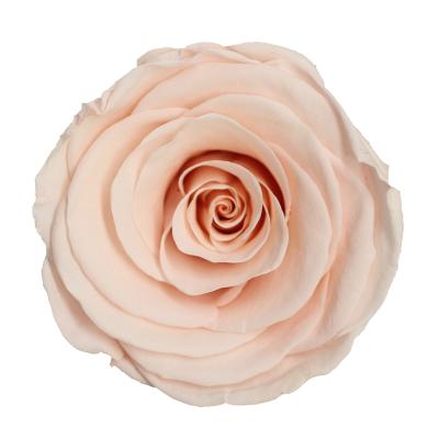 China Fashional Gift Wholesale A Grade 6-7 cm Champagne Colored Preserved Infinity Roses Flower For Preserved Roses Box for sale