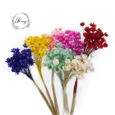 China Touch Natural Home Decoration Small Eternal Star Flower For Wedding for sale