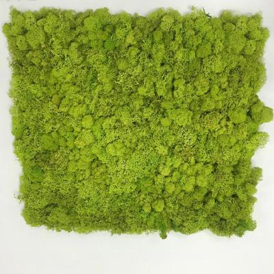 China 100% Natural Artificial Preserved Moss Panel Wall Decoration Green Green For Home Decor for sale